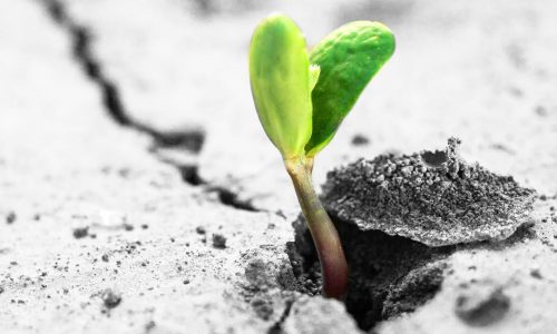 new life